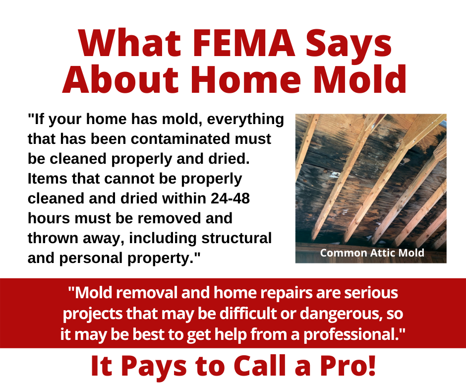 Worcester MA – What FEMA Says About Home Mold