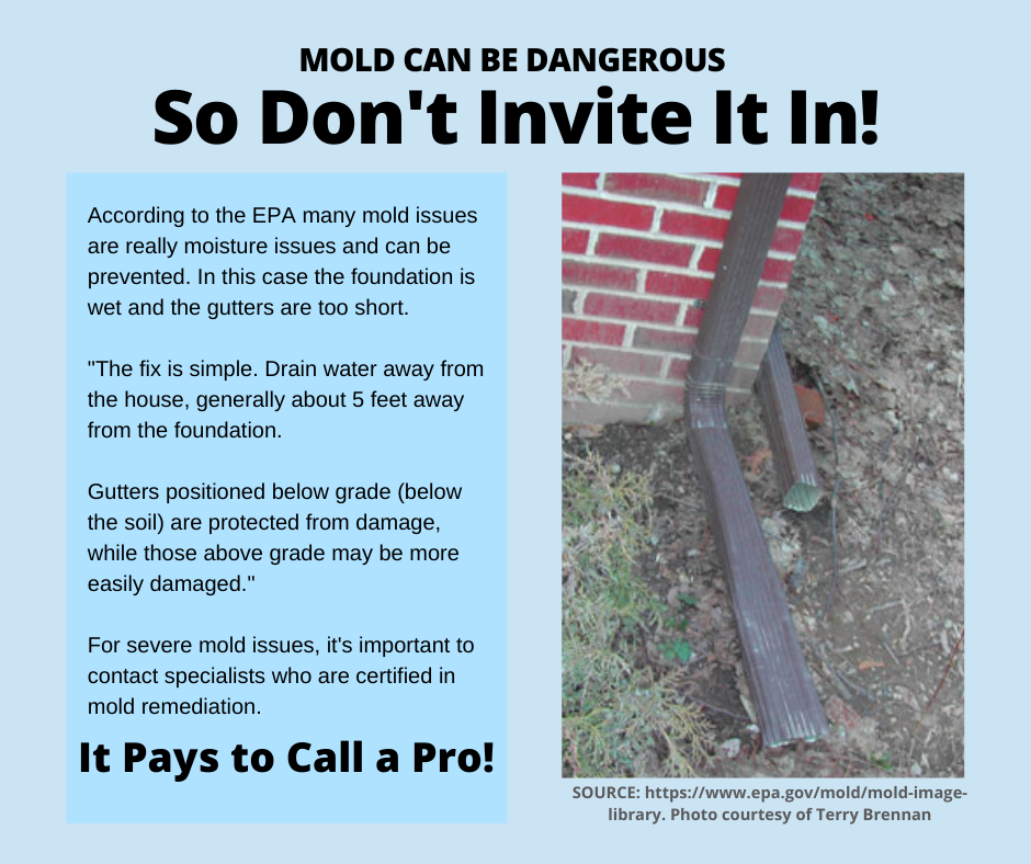 Clearwater FL - Mold is Dangerous