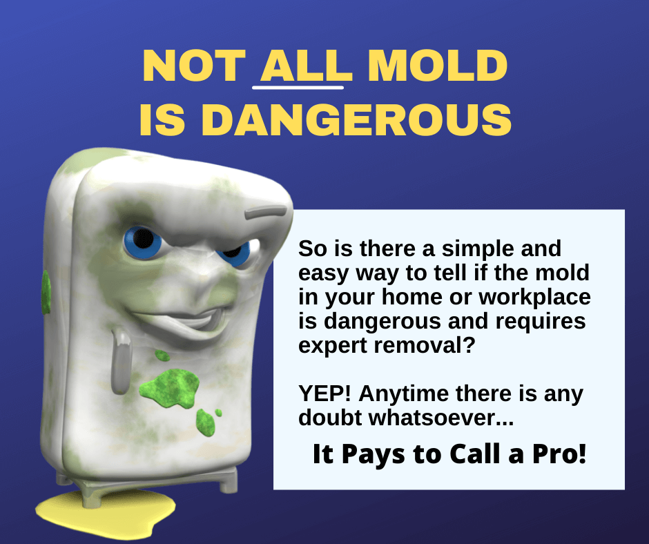 Clearwater FL - Not All Mold Is Dangerous