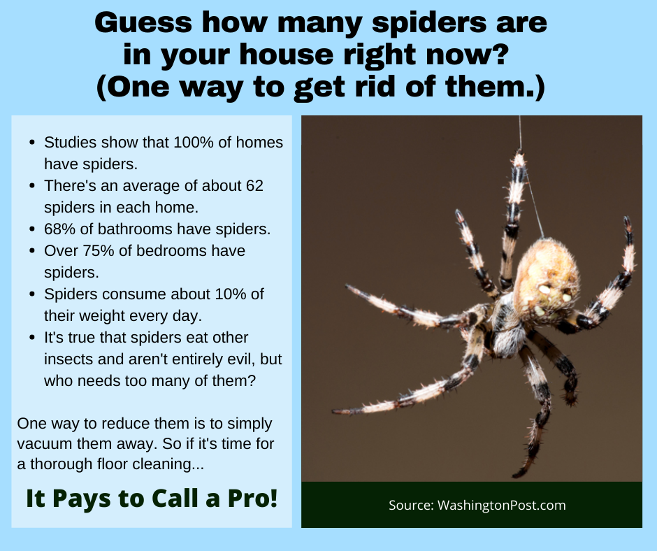 St. Helen CA - A Way to Get Rid of Spiders